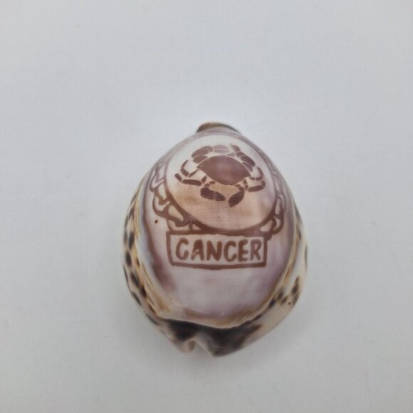 Zodiak Tiger Cowry Seashell Scrimshaw Carved Cancer Crab Cypraea Vintage Beach - Picture 2 of 5